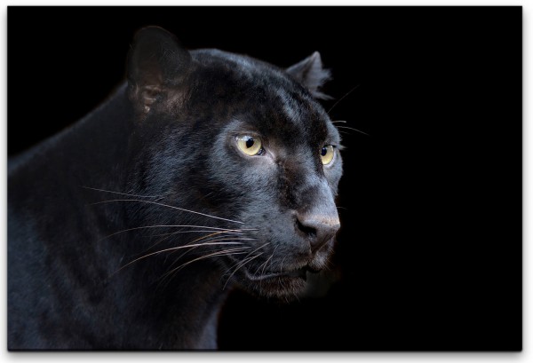schwarzer Panther Wandbild in verschiedenen Größen