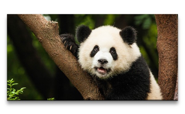 Leinwandbild 120x60cm Panda Pandabär Süß Flauschig Baum Niedlich