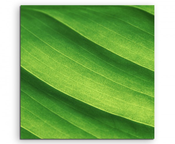 Naturfotografie – Frische hellgrüne Blätter auf Leinwand