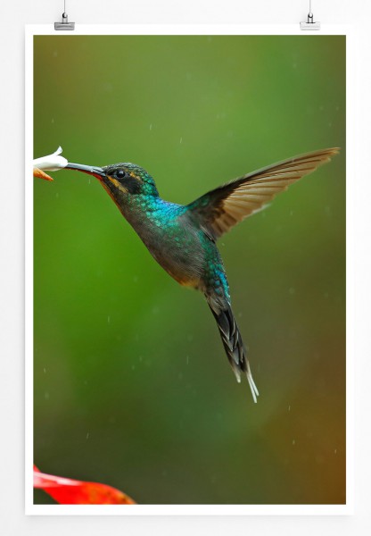 60x90cm Poster Tierfotografie  Kolibri auf Nektarsuche