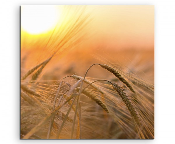 Naturfotografie – Goldenes Weizenfeld in der Sonne auf Leinwand