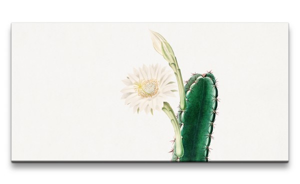 Remaster 120x60cm Blüte Kaktus wunderschöne Illustration Vintage Dekor