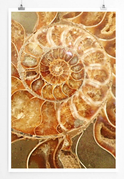 Naturfotografie  Ammonit Fossil in Goldtönen 60x90cm Poster