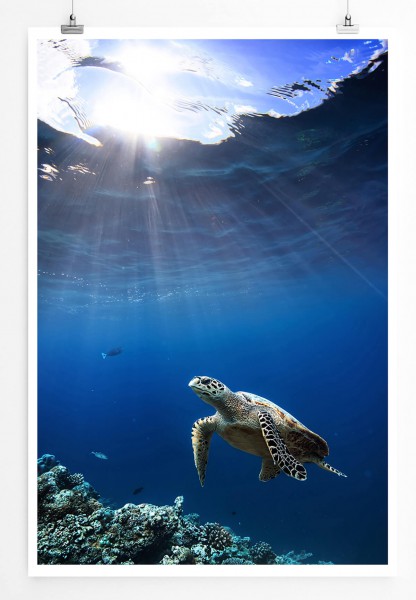 Tierfotografie 60x90cm Poster Schildkröte unter Wasser Malediven