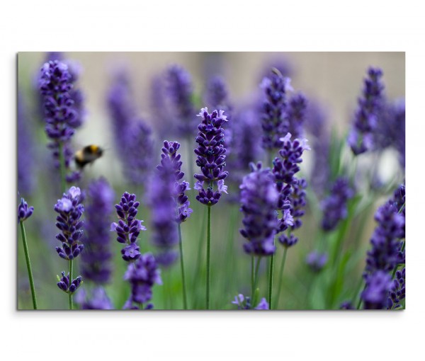 120x80cm Wandbild Lavendel Blumen Feld