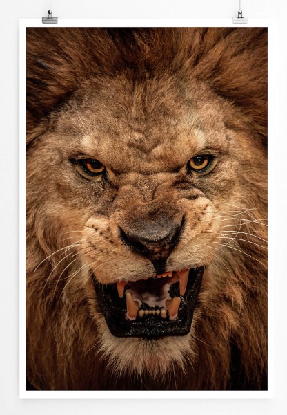 60x90cm Tierfotografie Poster Brüllender Löwenkopf mit Zähnen