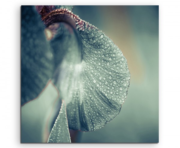 Naturfotografie – Irisblüte mit Regentropfen auf Leinwand