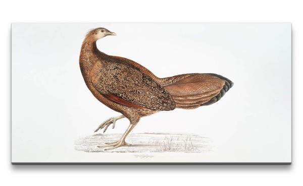 Remaster 120x60cm Fasan Illustration Zoologie schöner Vogel Kunstvoll Dekorativ
