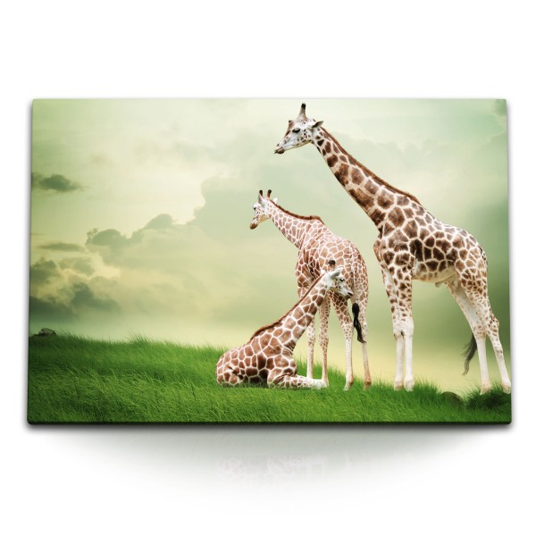 120x80cm Wandbild auf Leinwand Giraffen auf grüner Wiese Gras Natur Kunstvoll