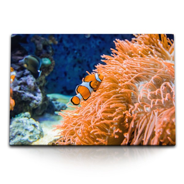 120x80cm Wandbild auf Leinwand Clownfische Bunte Fische Korallenriff unter Wasser