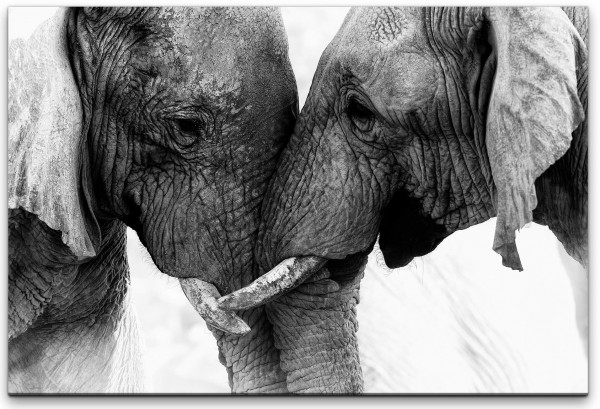 Elefanten Wandbild in verschiedenen Größen
