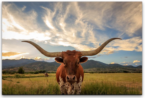 Texas Stier Wandbild in verschiedenen Größen