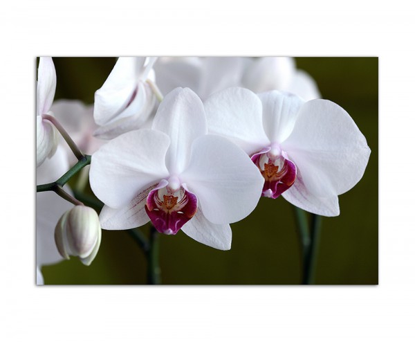 120x80cm Orchidee Blüte Blume weiß