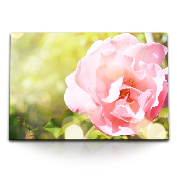 120x80cm Wandbild auf Leinwand Rosa Blume Sommer Natur Blüte Grün Sonnenschein