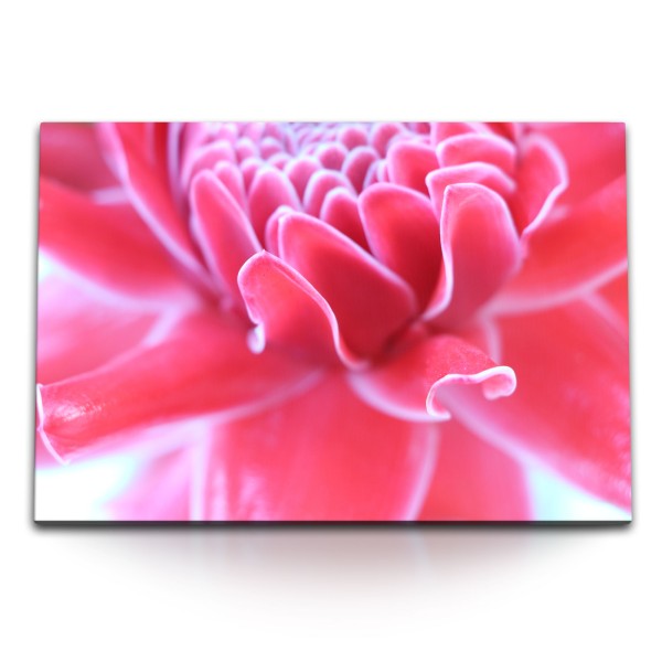 120x80cm Wandbild auf Leinwand Rosa Blume Blüte Sommer Nahaufnahme Fotokunst