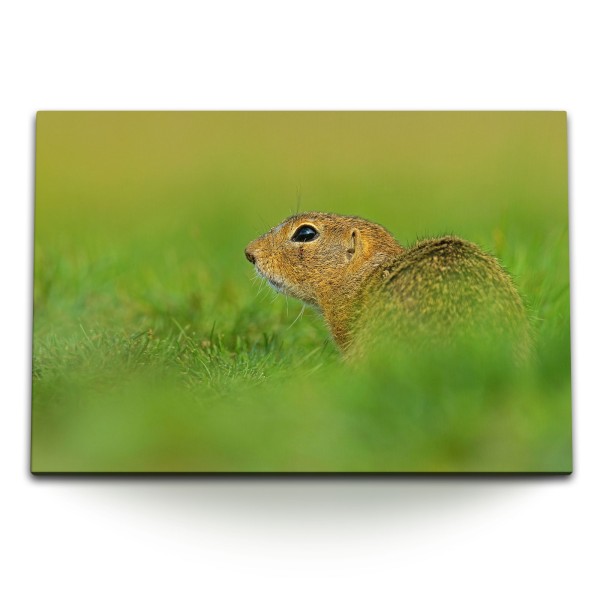 120x80cm Wandbild auf Leinwand Eichhörnchen Wiese Gras Natur Tierfotografie