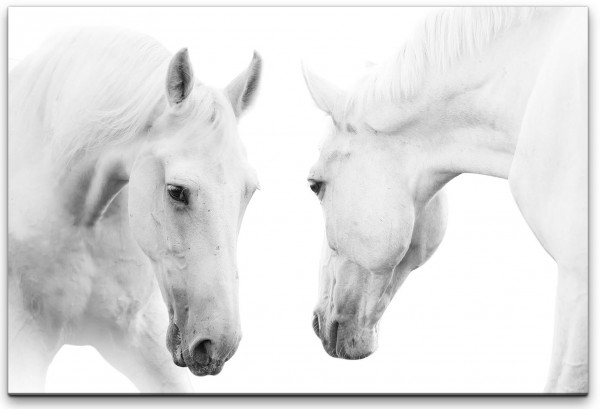 Weiße Pferde Wandbild in verschiedenen Größen