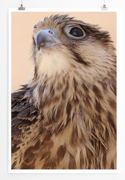 90x60cm Poster Tierfotografie Schöne Nahaufnahme eines Falken