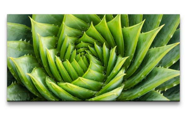 Leinwandbild 120x60cm Aloe Vera Pflanze Kunstvoll Nahaufnahme Dekorativ Grün