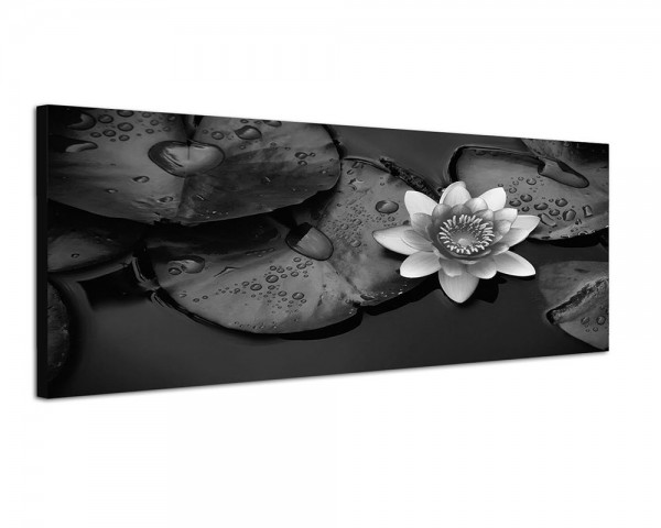 150x50cm Wasser Wasserrose Blätter Tropfen