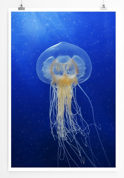 90x60cm Poster Tierfotografie Durchsichtige Qualle im Meer