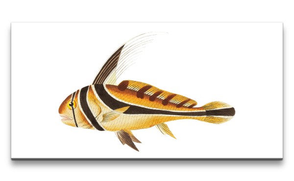 Remaster 120x60cm Exotischer Fisch alte Illustration Dekorativ Kunstvoll
