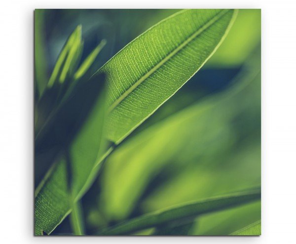 Naturfotografie – Grüne Pflanzen Hintergrund auf Leinwand