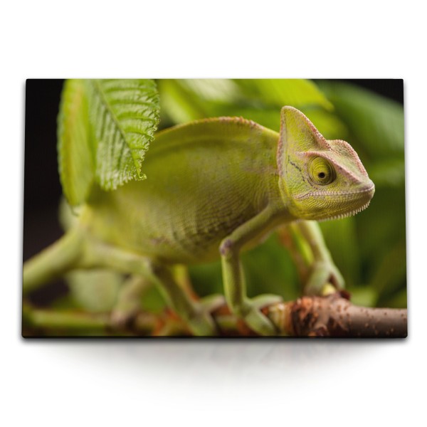 120x80cm Wandbild auf Leinwand Chamäleon Regenwald Tropisch Grün Tierfotografie