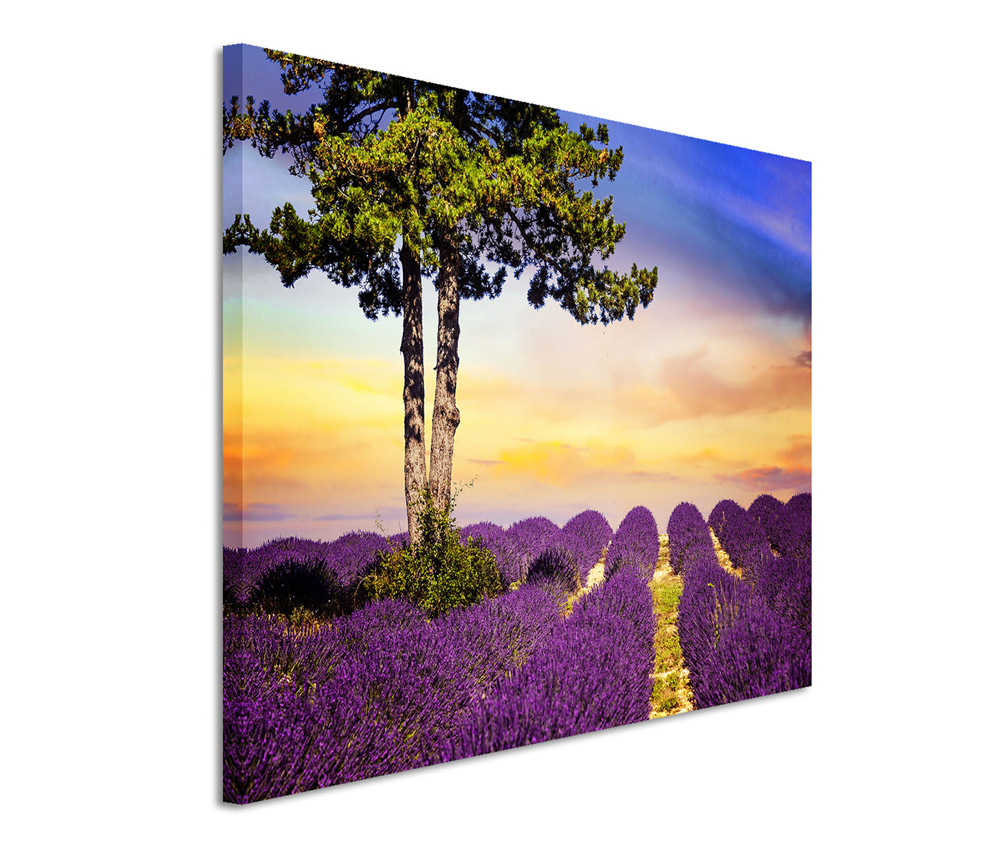120x80cm Wandbild Lavendelfeld Baum Sommer