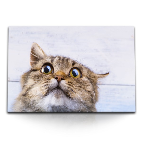 120x80cm Wandbild auf Leinwand Katze Kater Lustig Hauskatze Tierfotografie Katzenaugen