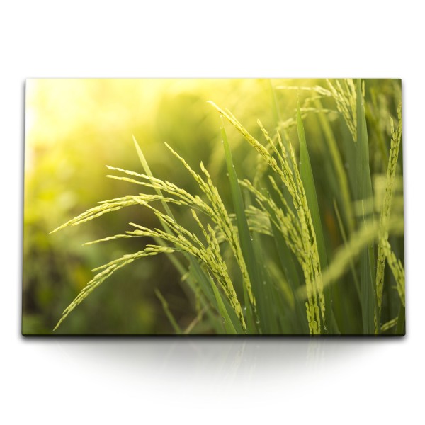 120x80cm Wandbild auf Leinwand Weizen Weizenfeld Sommer Sonnenschein Natur Grün