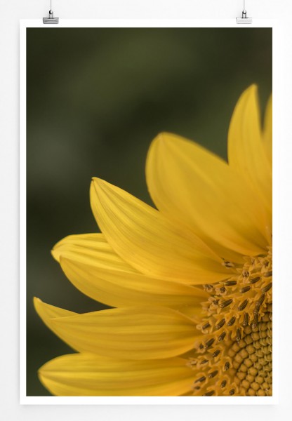 60x90cm Poster Naturfotografie  Detail einer jungen Sonnenblume