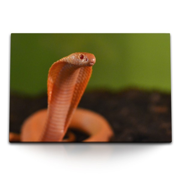 120x80cm Wandbild auf Leinwand Kleine Kobra rote Schlange Reptil Giftschlange Tierfotografie