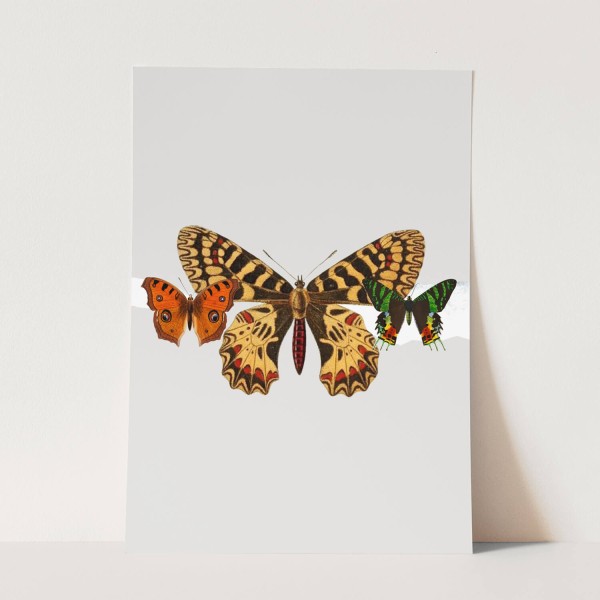 Wandbild Schmetterlinge Vintage exklusives Design Kunstvoll