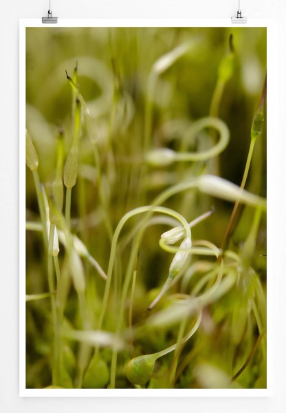 60x90cm Poster Naturfotografie  Moospflanzen im Moor