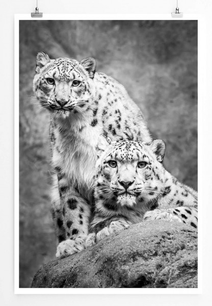 Tierfotografie 60x90cm Poster Zwei Schneeleoparden