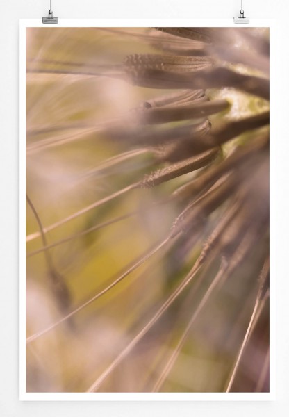 60x90cm Poster Naturfotografie  Pusteblume im Detail
