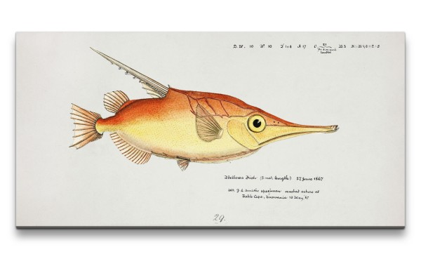 Remaster 120x60cm Vintage Illustration Fisch Evolution alte Forschung Dekorativ