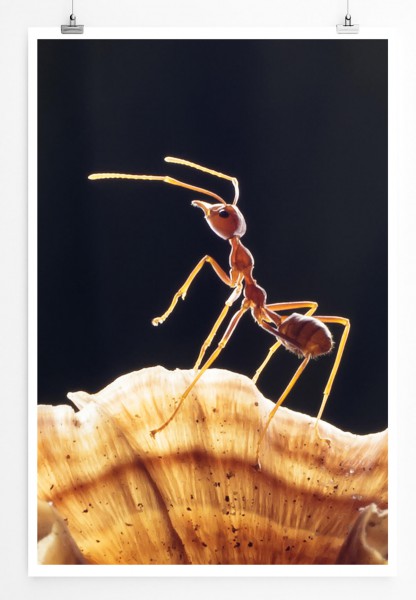 60x90cm Poster Tierfotografie  Ameise auf Pilz