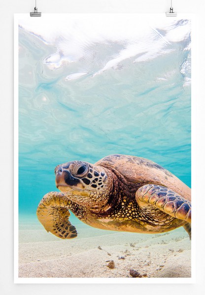 Grüne Meeresschildkröte Hawaii 60x90cm Poster