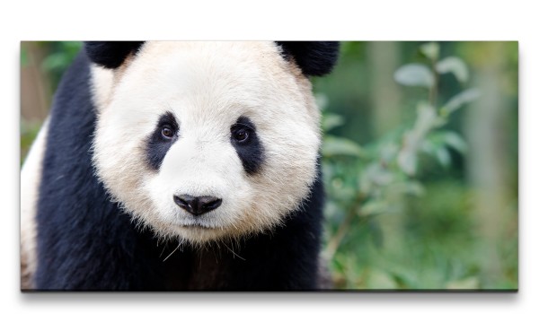 Leinwandbild 120x60cm Kleiner Panda Pandabär Bambus Wald Grün Süß
