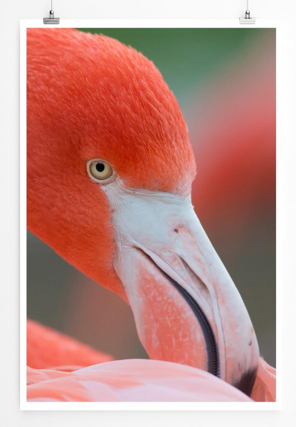 60x90cm Poster Tierfotografie  Porträt eines Flamingos mit gebogenem Hals