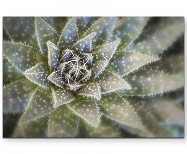 Kaktus von oben - Leinwandbild