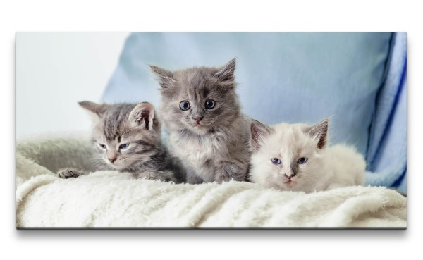 Leinwandbild 120x60cm Drei kleine Kätzchen Süß Flauschig Lieblich Herzlich