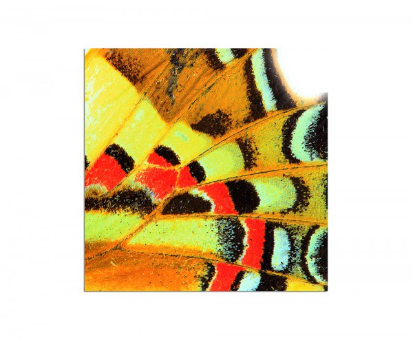 80x80cm Schmetterlingsflügel Hintergrund makro