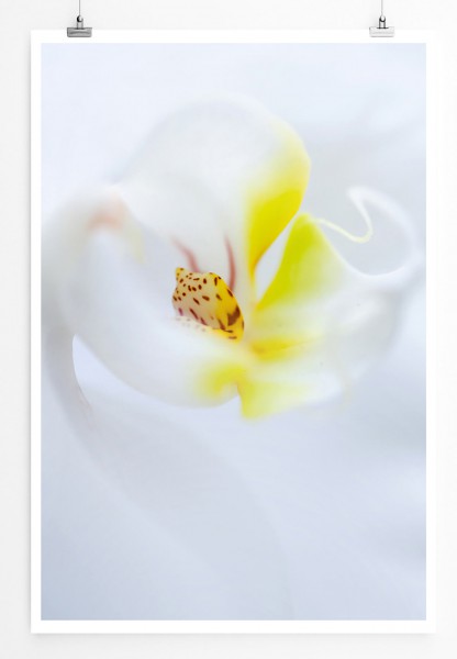 60x90cm Poster Naturfotografie  Weiße Orchidee