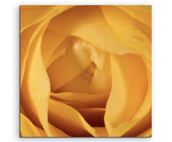Naturfotografie – Gelber Rosenkelch auf Leinwand