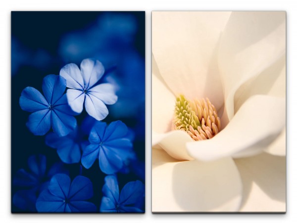2 Bilder je 60x90cm Blau Blumen Blüten Weiß Nahaufnahme Tulpe Flora