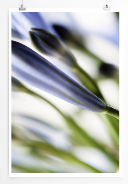 Naturfotografie 60x90cm Poster Blaue Blume im Detail