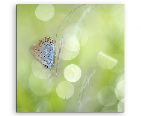 Naturfotografie – Schmetterling mit Frühlingswiese auf Leinwand